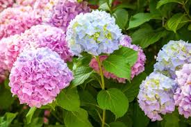 Hasil gambar untuk bunga hydrangea