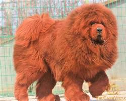 Hình ảnh về Chó cảnh lông xù Tây Tạng