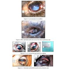 Image result for eyeball enucleation cattle