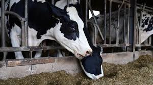 News source: Franceinfo