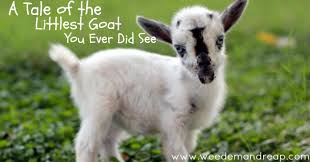 Image result for GOAT