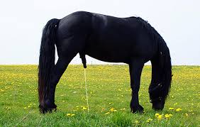 Image result for HORSE