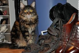Image result for cats in shoe closet