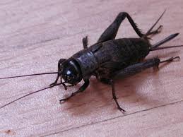 Image result for cricket insect