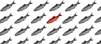 Image result for red herring