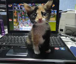 /><br/> <br/> <span style=