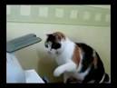 Drole de chat a l imprimante -