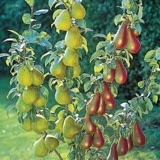 Image result for avocado pear tree