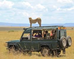 Image of Safari in Africa