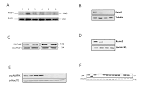 Loading Control Guide Abcam