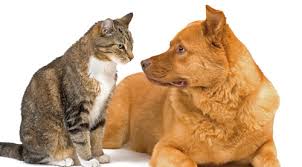 A thread for dog and cat lovers - Page 3 Images?q=tbn:ANd9GcQUBFatSKfGljhLzbdrPk7ixhY5ocTqZrhX2CWSYecdKgApA5tX