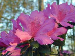 Image result for Azalea azaleas