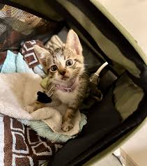 Kitten found hiding in the car engine. New addition to the ...