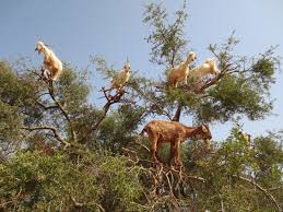 Image result for goat tree