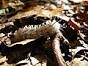 Identifying Hairy Caterpillars Wildlife Insight