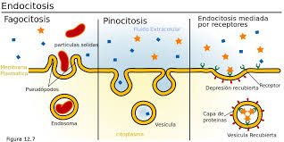 Resultado de imagen para nutrición celular