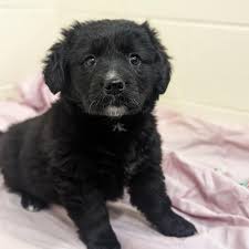 Blue Ridge Humane Society... - Blue Ridge Humane Society