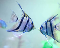 Gambar ikan Angelfish Pterophyllum air tawar
