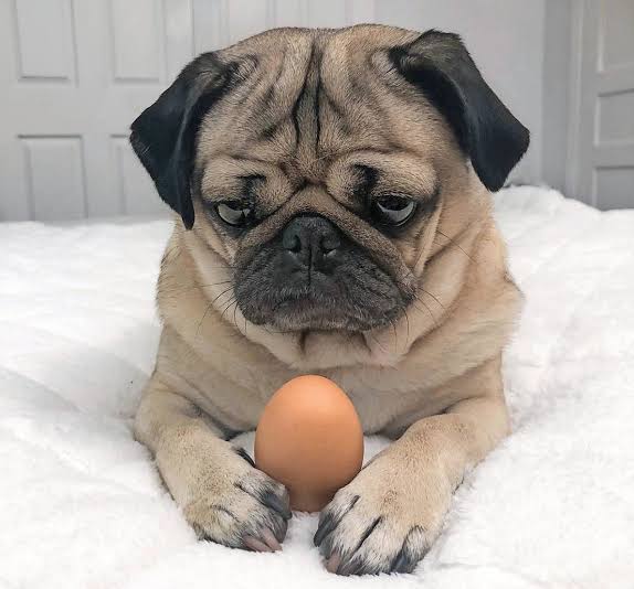 How Doug the Pug became the reigning king of pup culture