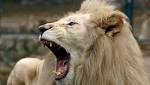 Suspected poacher mauled lions Limpopo