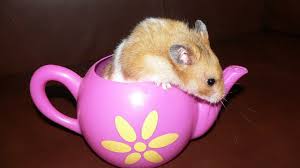 Memelihara Hamster