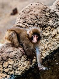 🐒 Đã bắt kịp bé Punch tại vườn thú thành phố Ichikawa ở ...