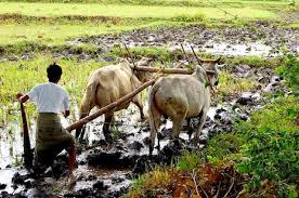 Image result for landless farmer PHOTO