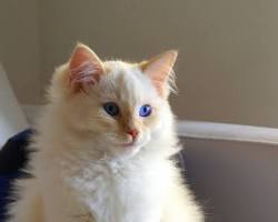 صورة قط راغدول