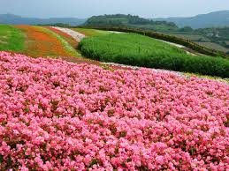 「花 画像」の画像検索結果