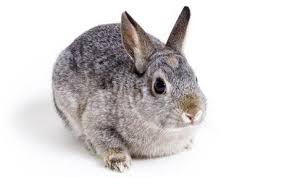 Image result for RABBIT