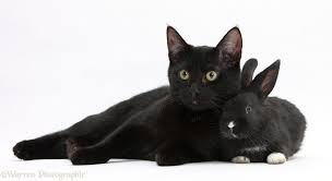 Image result for RABBIT