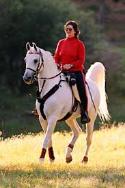 Image result for IRAN HORSES