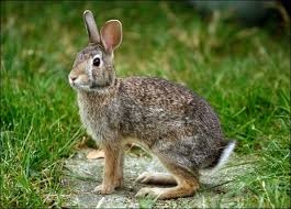 Image result for RABBIT