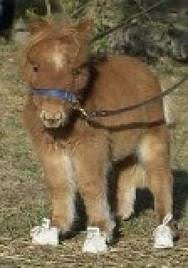 Image result for minature horse shoes