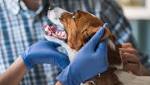  Veterinary Group: Dogs Can't Get Autism, So Please Keep Vaccinating Them