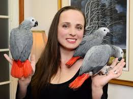 Image result for african grey parrot for sale