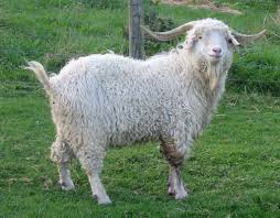 Image result for GOAT