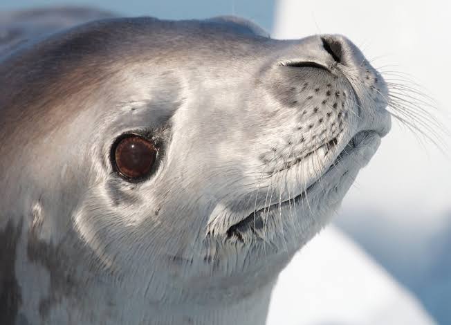 Counting seals from space: Studying the crabeater seals of Antarctica - Oceanographic