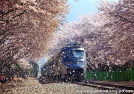 Hasil gambar untuk bunga sakura seoul