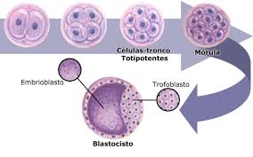 Resultado de imagem para celulas tronco fotos