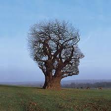 Risultati immagini per psicoterapia