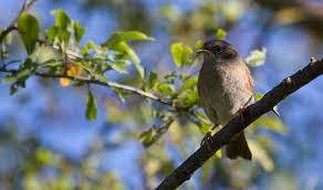 Rsultat de recherche d'images pour "IMAGE OISEAUX"