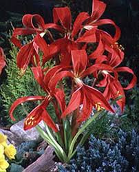 Image result for Jacobean lilies