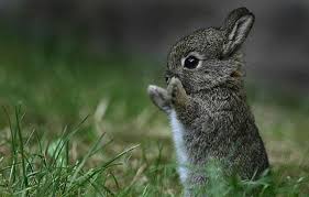 Image result for show me cute pictures of baby animals