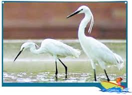 Image result for Dr. Salim Ali Bird Sanctuary Goa