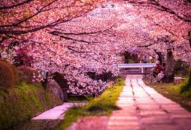 Image result for cherry blossom sakura japan