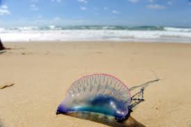 Plages Fermées! Invasion de Créatures Venimeuses au Pays Basque! - Imagen ilustrativa del artículo