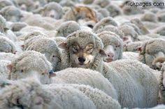 Image result for guard your sheep