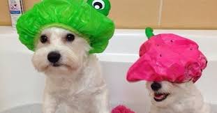 Image result for +dog