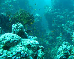 صورة Korallenriffe am Roten Meer